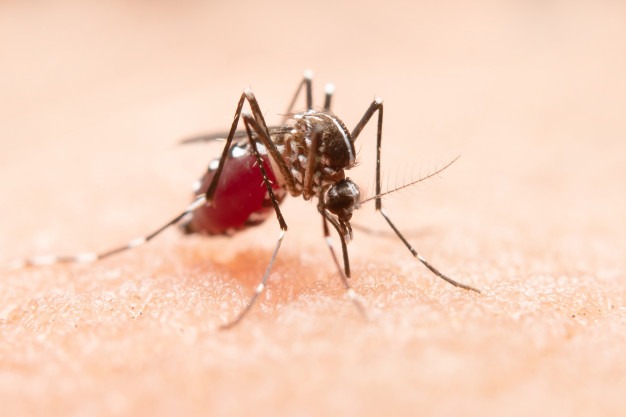 Minsalud estudia eficacia de métodos para prevenir la malaria