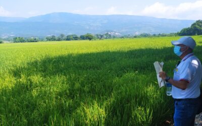 Familia cultivadora de arroz, recupera predios en zona rural de Cúcuta