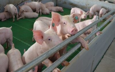 El ICA alerta sobre la confirmación de peste porcina africana en República Dominicana